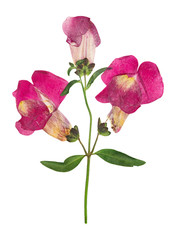 Pressed and dried flower snapdragons or antirrhinum, isolated on white