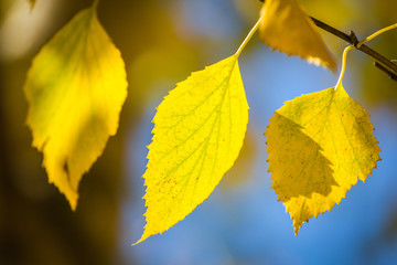 A few golden leaves of a birch tree hang on a brown branch against a blue sky in the sun's rays.