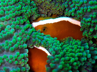Closeup and macro shot of  Amphiprion perideraion also known as the pink skunk clownfish or pink...