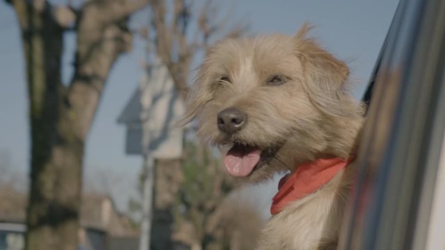 A Dog Sticking Its Head Out The Car Window