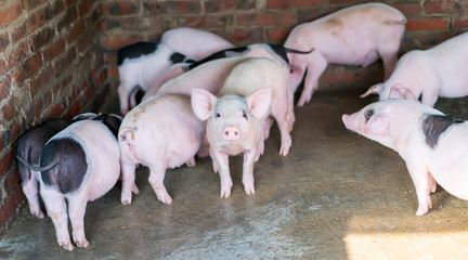 piglets at farm