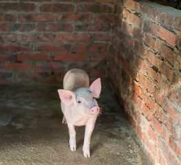 piglets at farm
