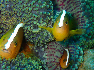 Closeup and macro shot of  Amphiprion perideraion also known as the pink skunk clownfish or pink...