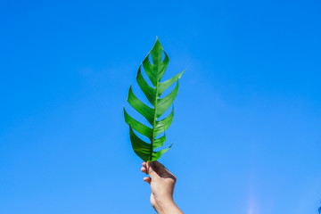 green leaf in hand