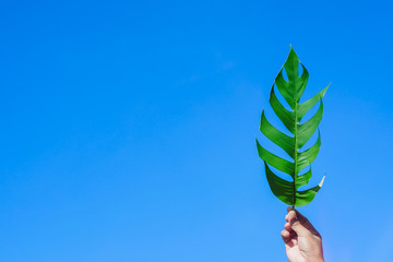 green leaf in hand