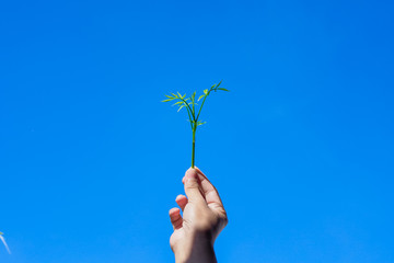 young plant in hand