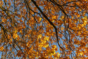 yellow autumn leaves as a background with sunny blue sky.