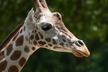 A head shot of a giraffe with a blurred background.