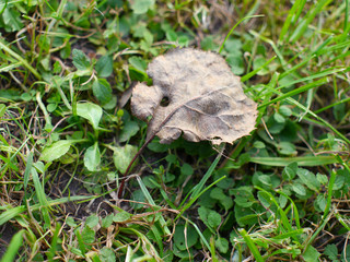a brown dry leaf on the green ground