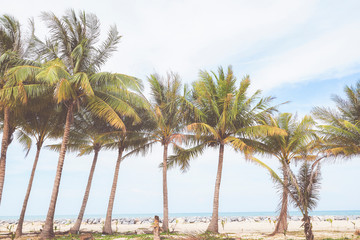 Coconut trees with sea view background ,summer or vacation concept