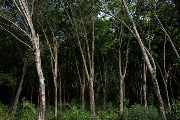 Rubber tree plantation in Thailand