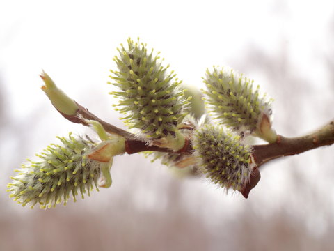 Photo of willow twig with fresh buds.