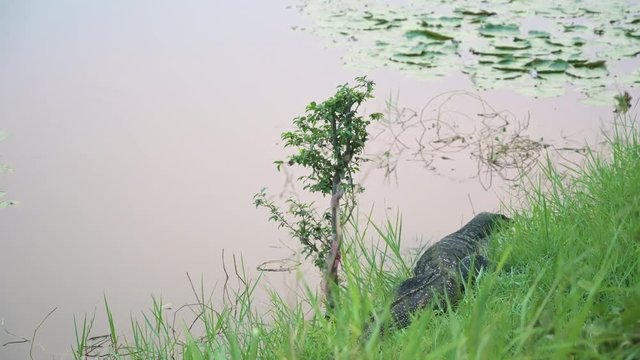Close up Komodo dragon at the Komodo island with 4K resolution. wildlife animal concept.