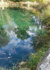 Reflections and fish in a pond