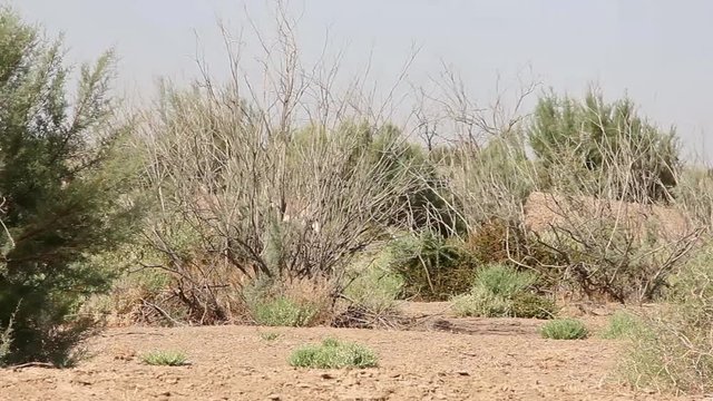 young gazelle(black-tailed) passes in a thicket of bushes, ecology center Jeyran, Uzbekistan