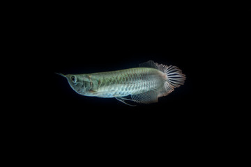 Silver arowana in thailand