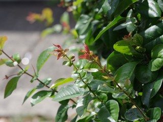 色着いている生垣の葉