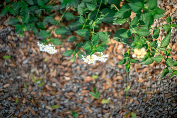 Blurred background of green leaves, planted in parks or in restaurants, cafes, for refreshing, beautiful to those who see