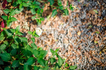 Blurred background of green leaves, planted in parks or in restaurants, cafes, for refreshing, beautiful to those who see