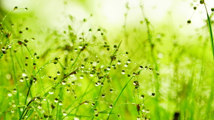 雫が織り成す世界