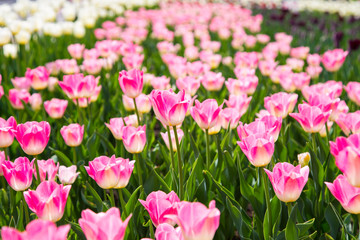 Blooming tulips. Beautiful spring and summer background. Place to insert text. Spring flowers.