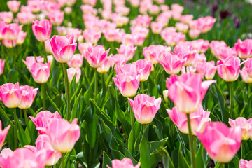 Blooming tulips. Beautiful spring and summer background. Place to insert text. Spring flowers.