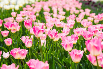 Blooming tulips. Beautiful spring and summer background. Place to insert text. Spring flowers.