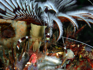 Closeup and macro shot banded coral shrimp during the leisure dive in Sabah, Borneo.       