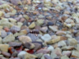 Closeup of a spider web over pebbles