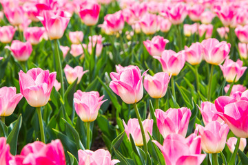 Blooming tulips. Beautiful spring and summer background. Place to insert text. Spring flowers.