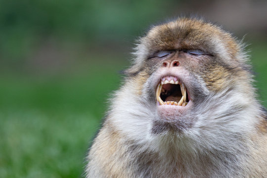 monkey laughing