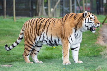Plakat amur tiger