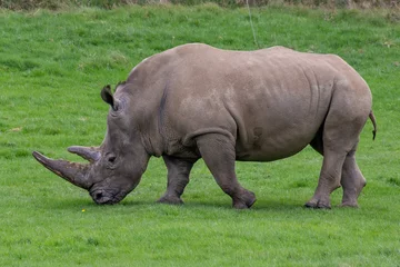 Foto op Plexiglas rhino © scott
