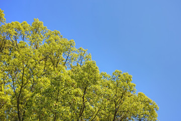 黄緑色の若葉が美しい広葉樹と青空