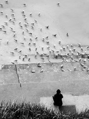 Obraz premium a photographer captures seagulls in a sea shore monochrome