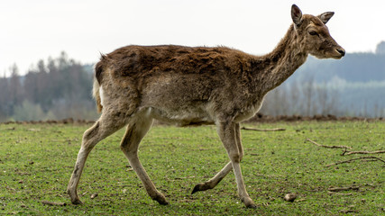 Portrait with a blurred background of a fallow deer cows, wildlife
