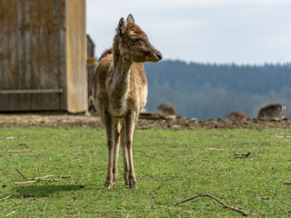 Portrait with a blurred background of a fallow deer cows, wildlife