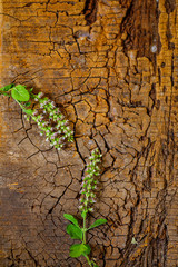 holi basil on wooden background