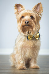 Yorkshire Terrier Posing for a Portrait
