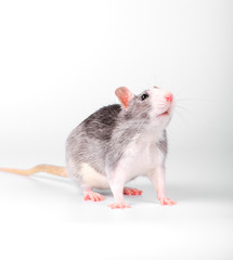 white-breasted gray pet  rat standing on white background looking up