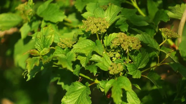 Viburnum bush in the farm garden