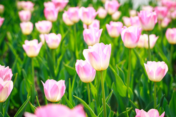 Blooming tulips. Beautiful spring and summer background. Place to insert text. Spring flowers.
