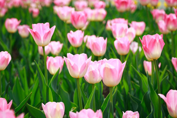 Blooming tulips. Beautiful spring and summer background. Place to insert text. Spring flowers.