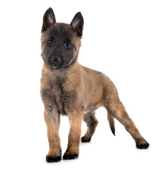 puppy malinois in studio
