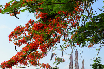 Flamboyant tree or phoenix flower, bloom bright red flowers in summer
