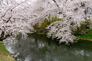 Obraz na płótnie Canvas 弘前城と桜