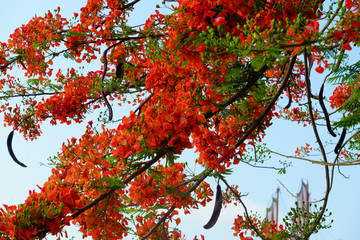 Flamboyant tree or phoenix flower, bloom bright red flowers in summer