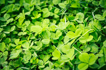 Spring green background. Fresh grass small spring flowers. Natural nature on the lawn.