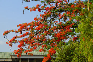 Flamboyant tree or phoenix flower, bloom bright red flowers in summer