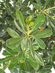 Pittosporum in studio